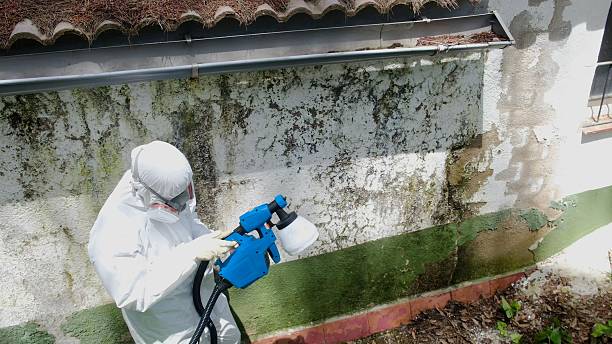 Mold Remediation service in Hampton, Hampton, GA
